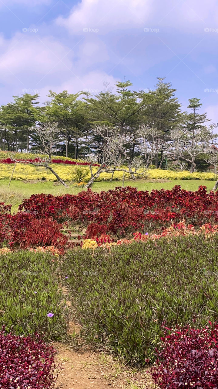 Large and beautiful garden