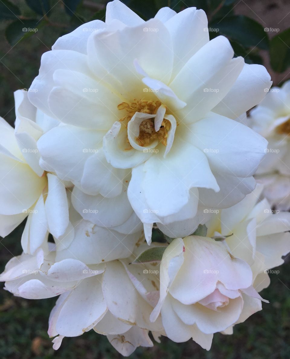 🌺Fim de #cooper!
Suado, cansado e feliz, alongando e curtindo a beleza incomparável das #flores.
🏁
#corrida #treino #flor #flowers #pétalas #pétala #jardim #jardinagem #garden #flora #run #running #esporte #alongamento