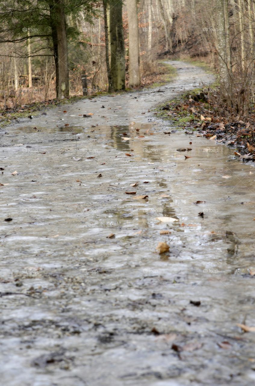Pathway in the Forest