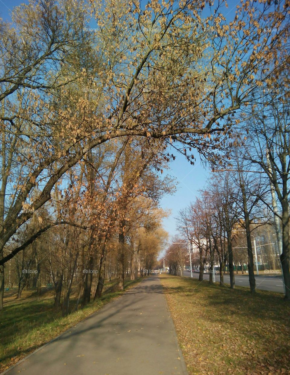 Tree, Fall, Landscape, Road, Branch