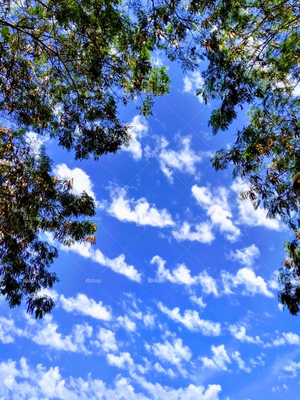 No Person, Nature, Tree, Fair Weather, Summer