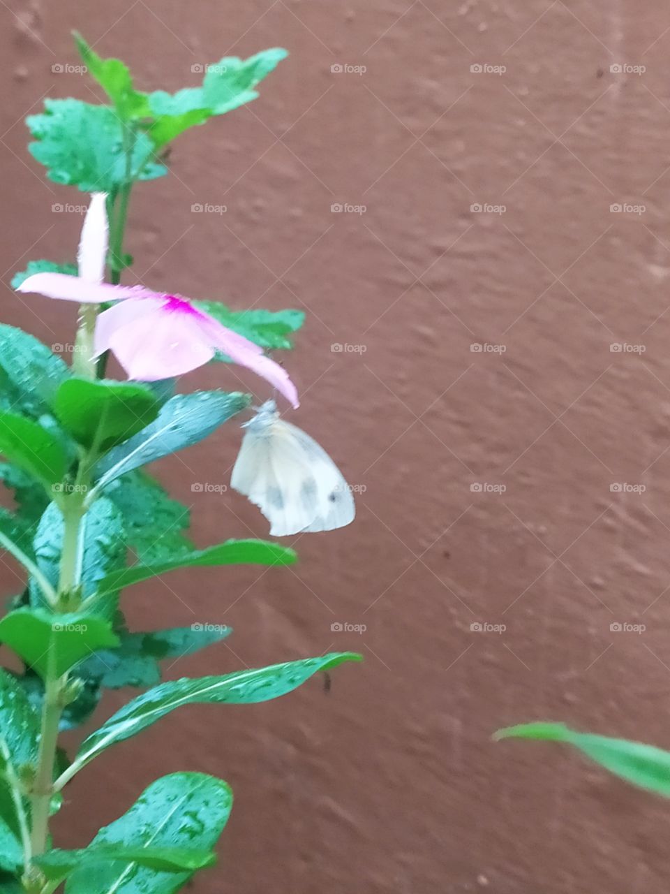 The little white butterfly hovering over plants even during heavy showers