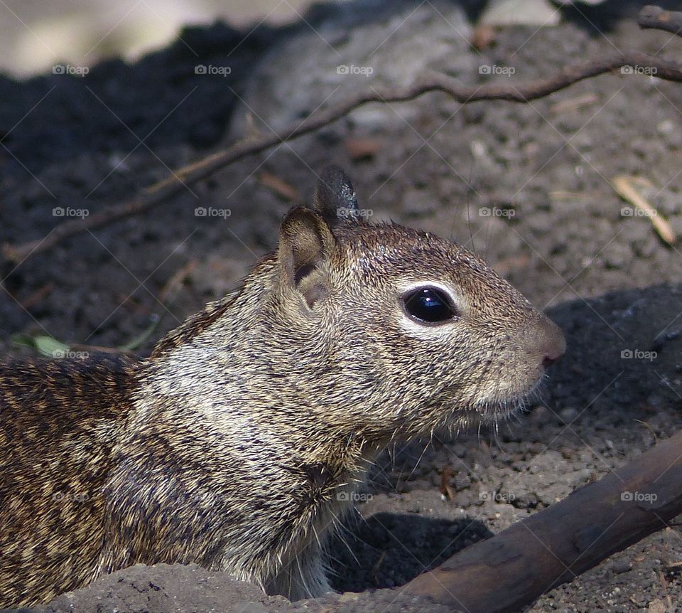 Perky squirrel 