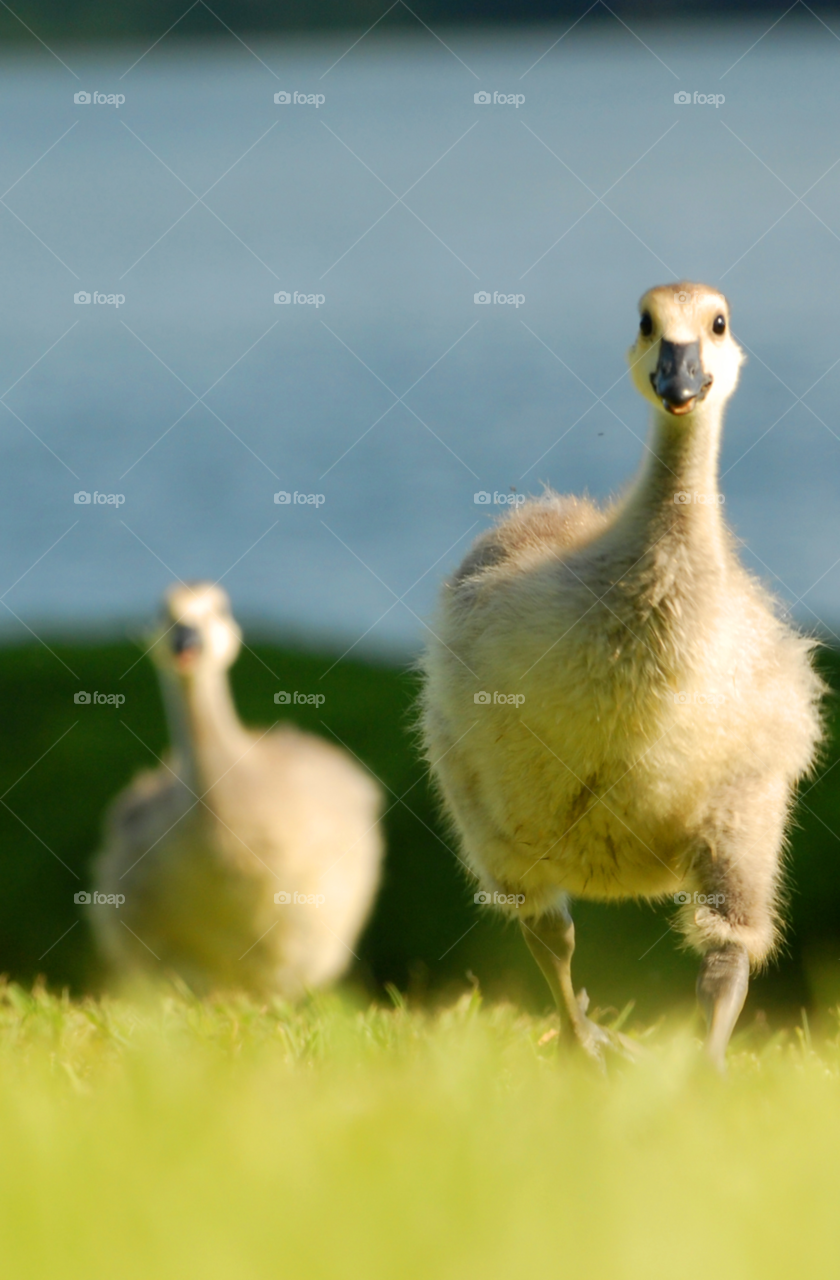 geese goslings determination canada geese by lightanddrawing