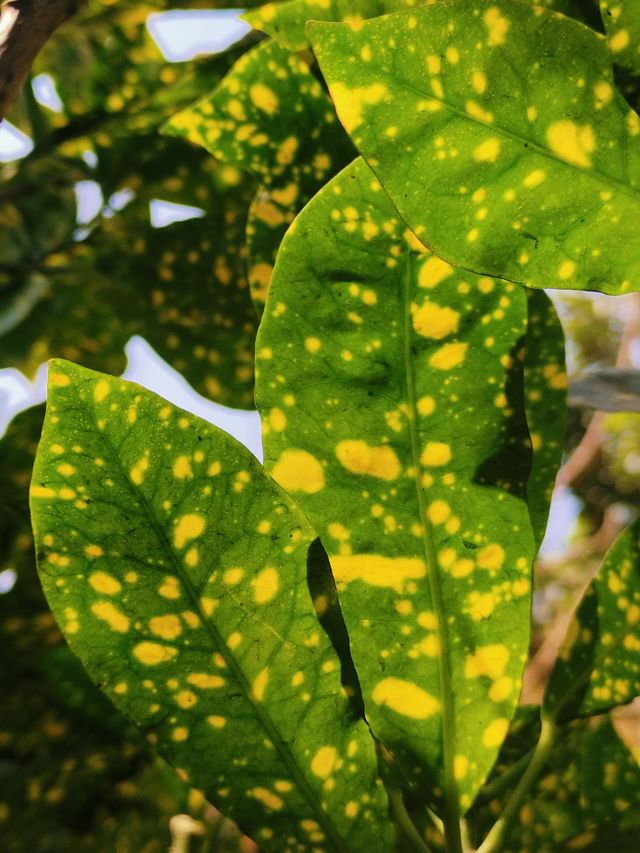 colourful leaves