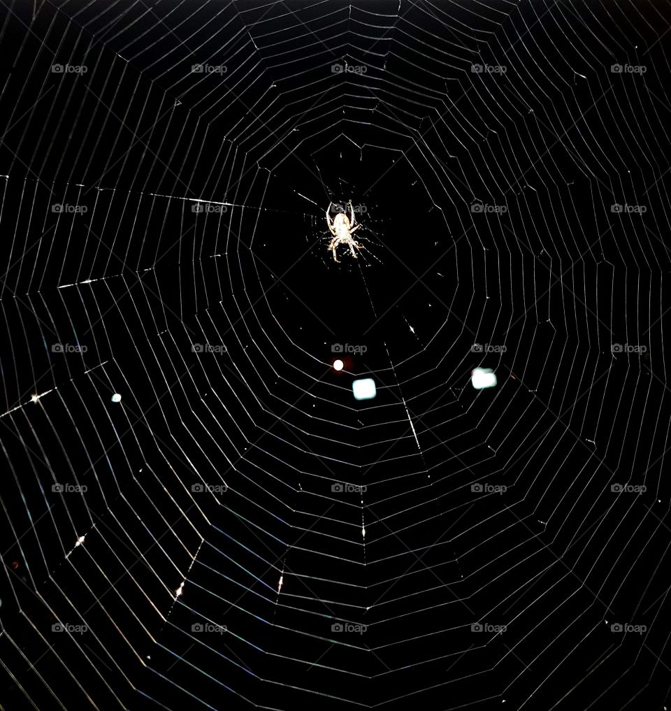 Spider in Web