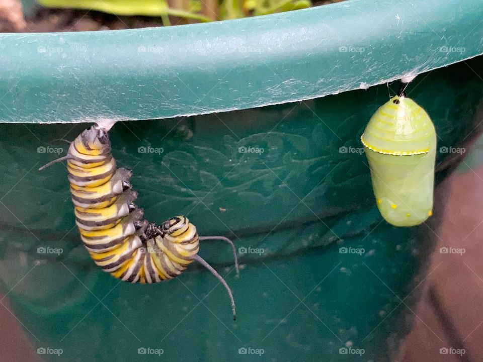 Monarch caterpillar & chrysalis 