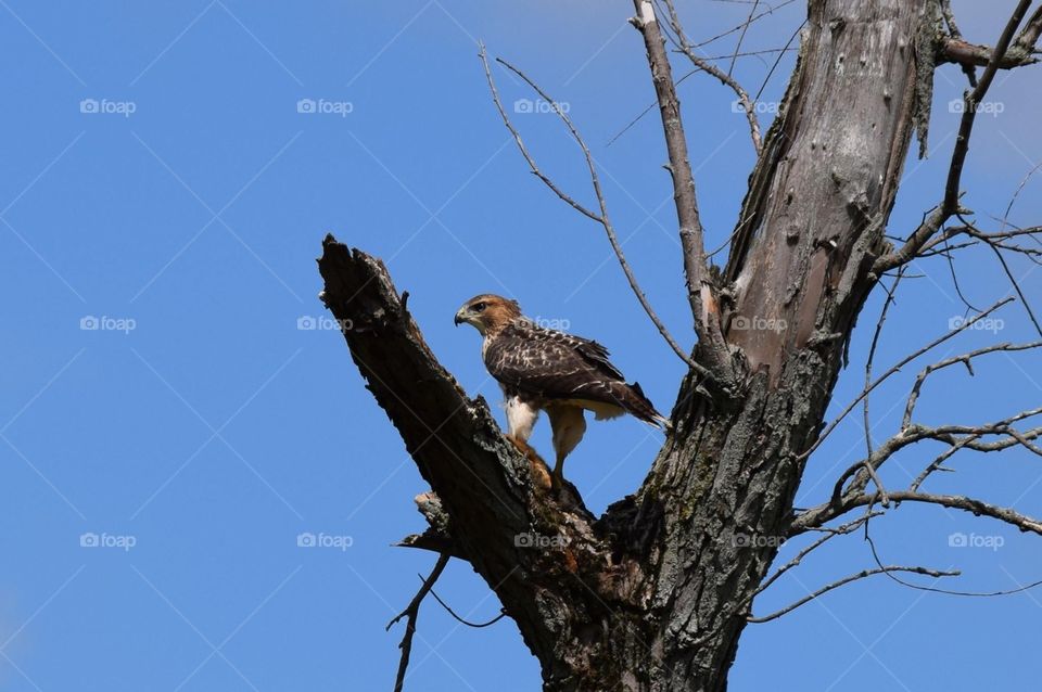 Red Tailed Hawk Sitting In A Tree