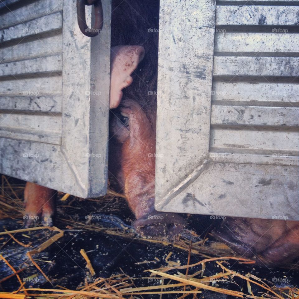 Lab Pig. Caged pigs on their way to a laboratory.