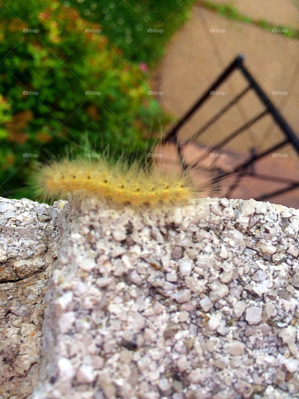 Caterpillar 