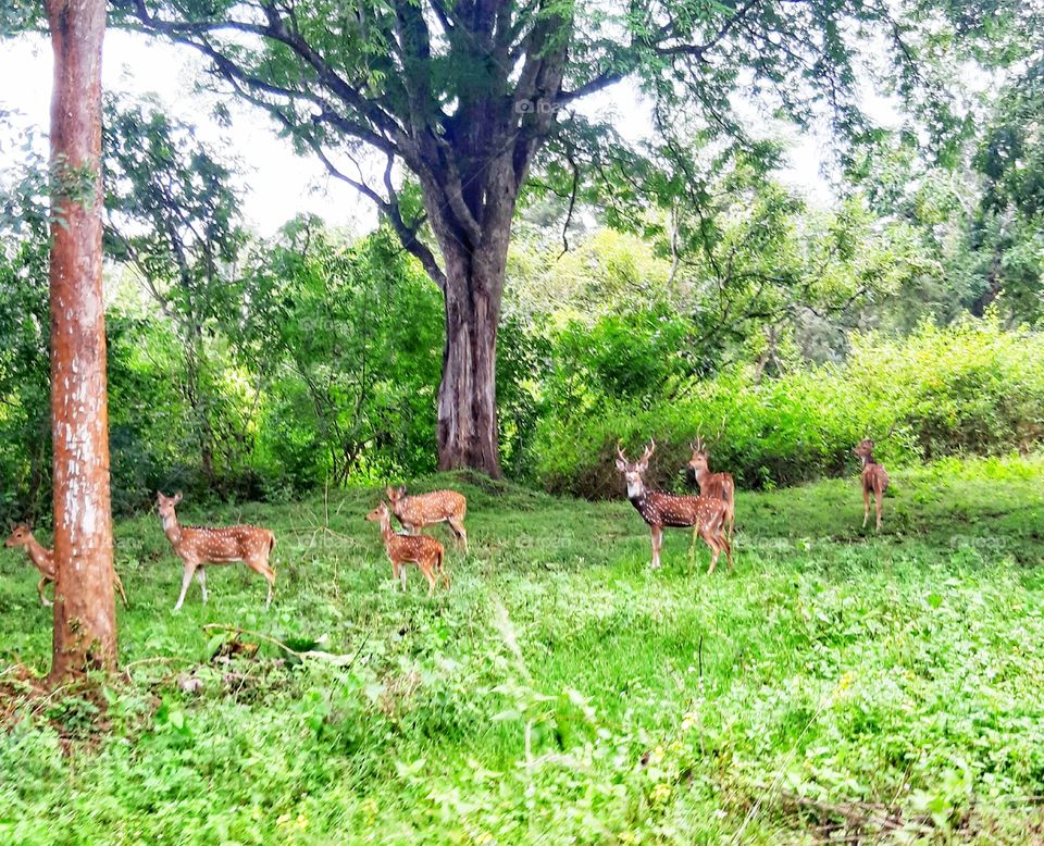 natural world animal lover❤