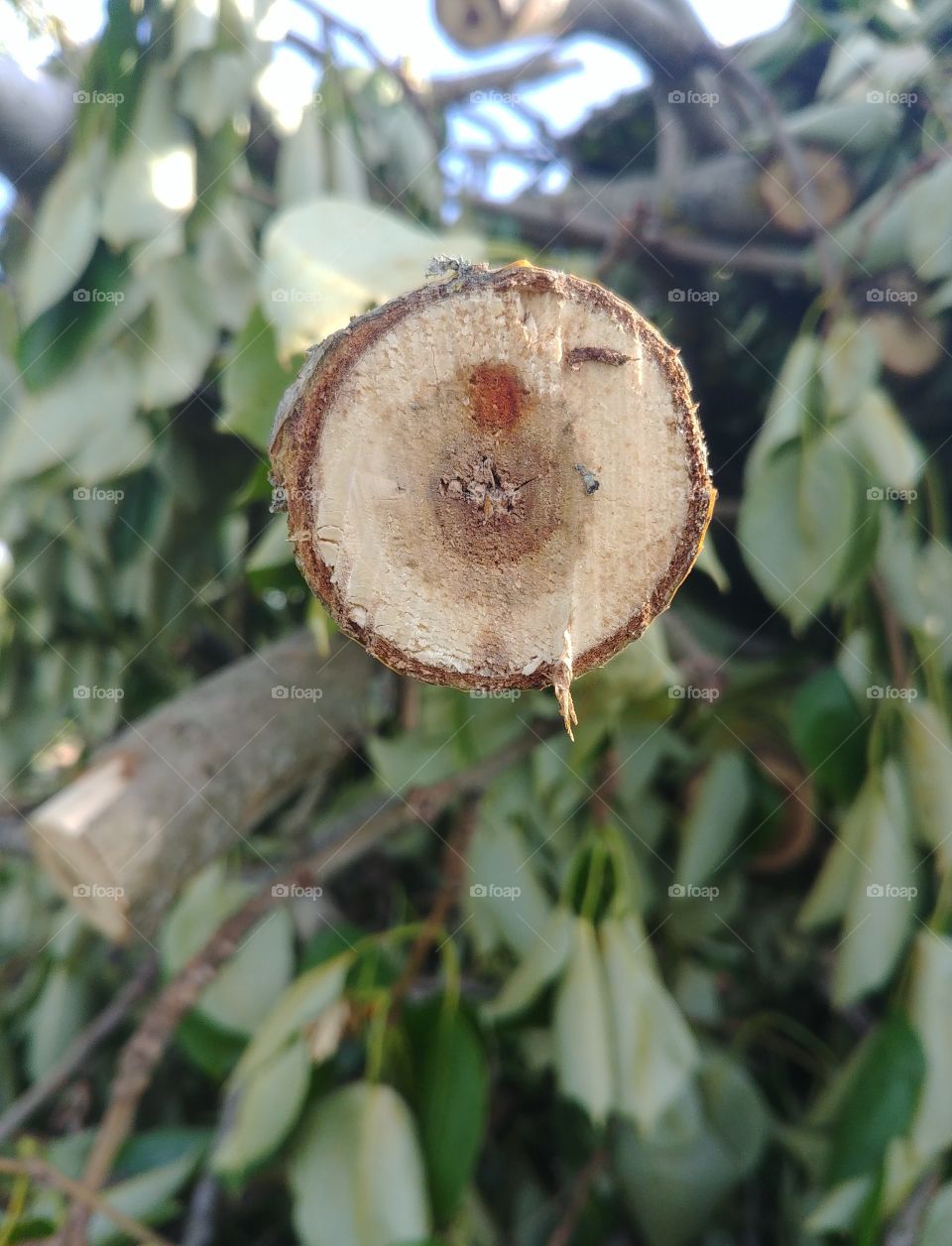 baum ast abgesägt schnitt Holz