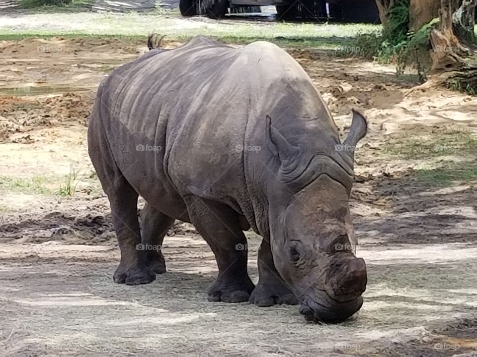 A black rhino grazes peacefully.