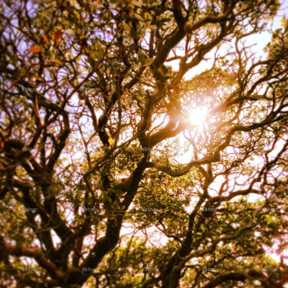 Sunshine through the trees