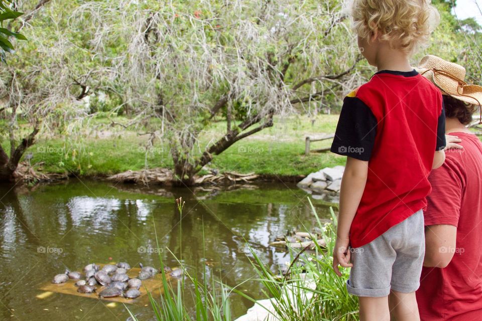 Turtle Viewing