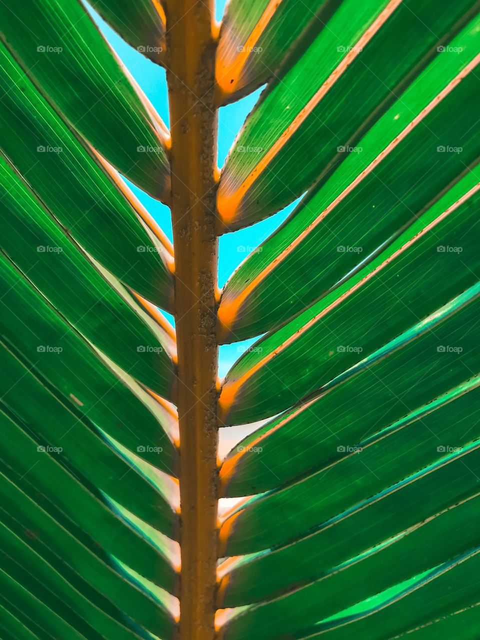 coconut straw It is already used as raw material for substrates for vegetable seedlings (seeds), trees and commercial orchids. It also has positive results in mixing the soil for planting vegetable pots.