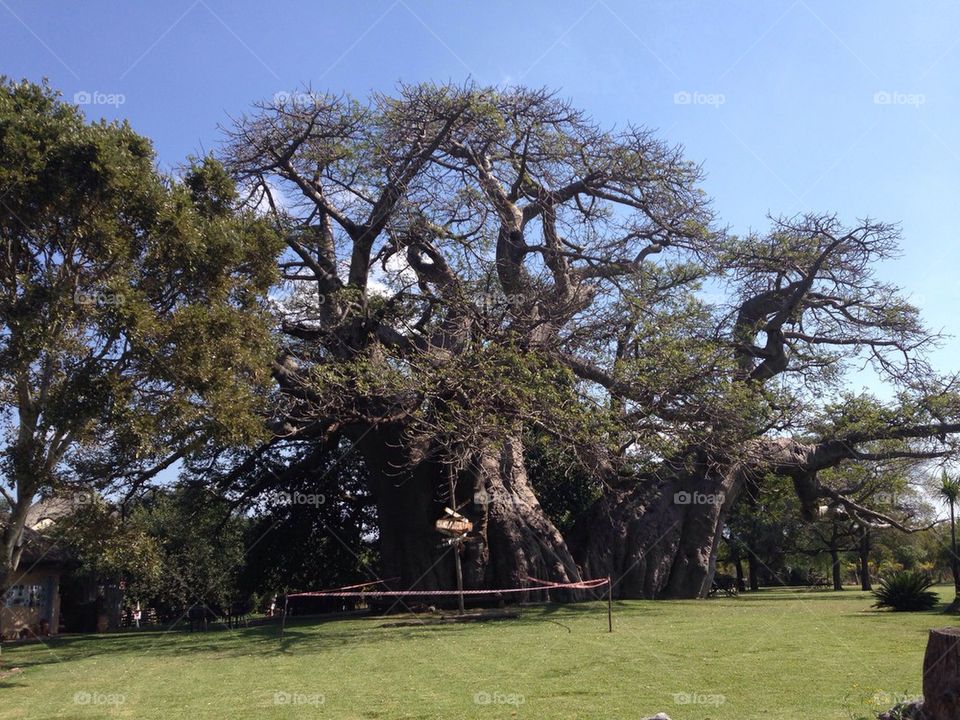 Big baobab