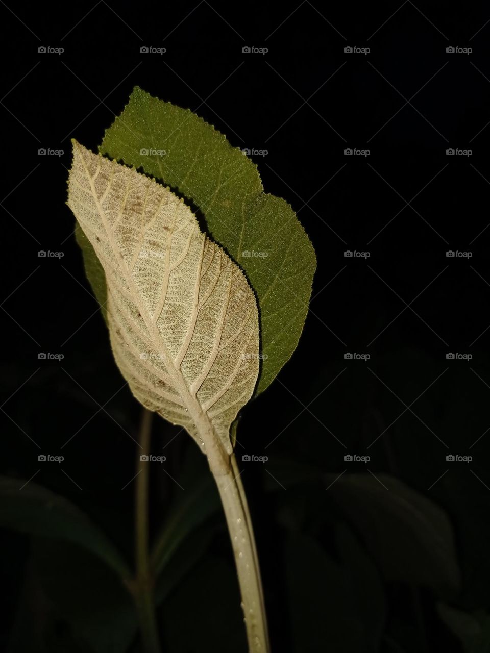 Beautiful night view of Teak wood leaf Teak is a very hard wood used to make furniture