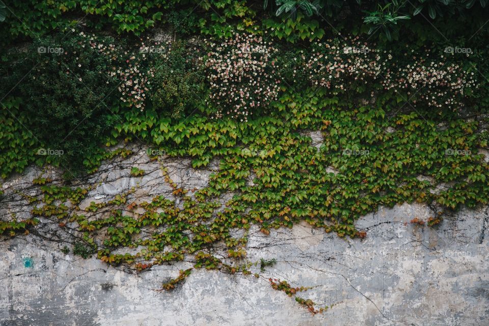 A wall covered in nature and greenery is always a magical thing for me as a photographer. I enjoy textures and color clashes.