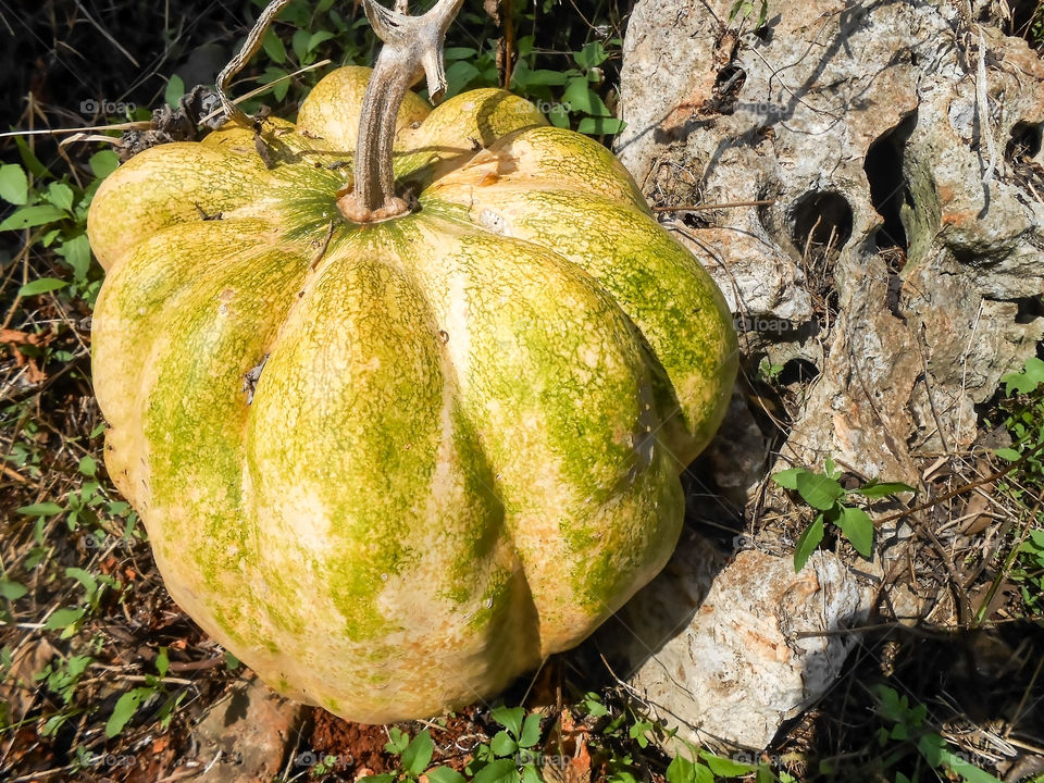 Huge Pumpkin Beside The Rock