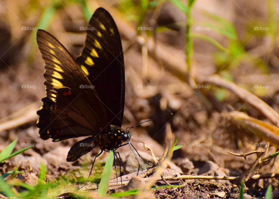 black and yellow