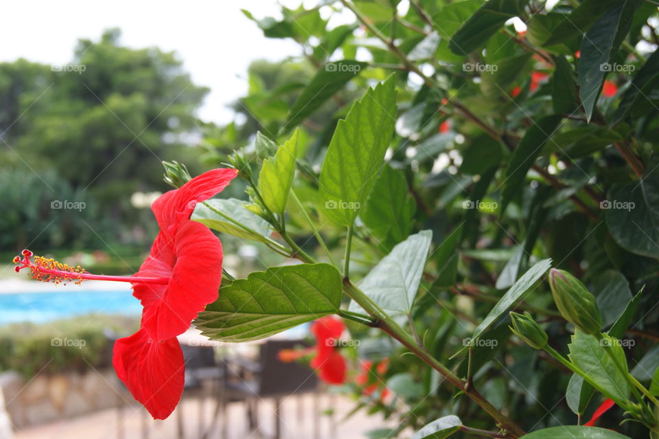 Baby flowers