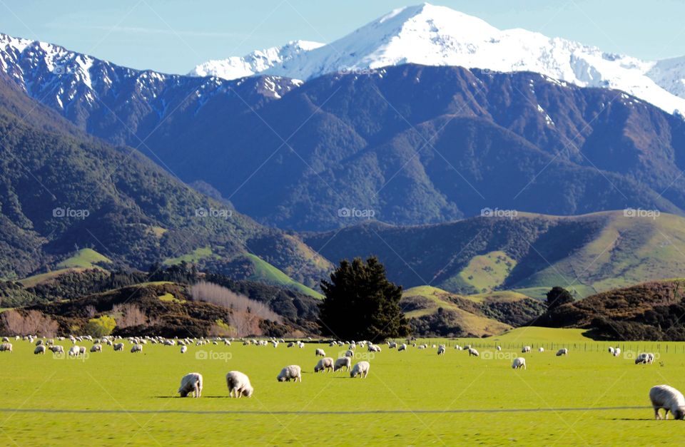 Sheep's grazing in green grass