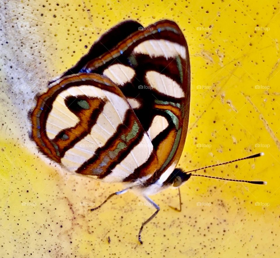 🇺🇸 I don't know how to photograph butterflies, but this one did a great job with her pose.  photographing de-stresses / 🇧🇷 Não sei fotografar borboletas, mas essa aqui caprichou na pose. Fotografar desestressa…