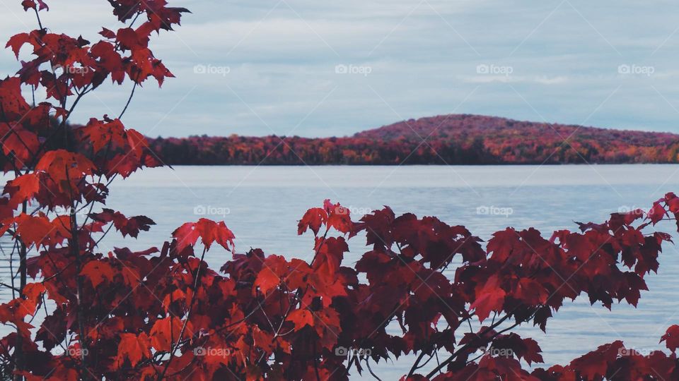 flower colour view location