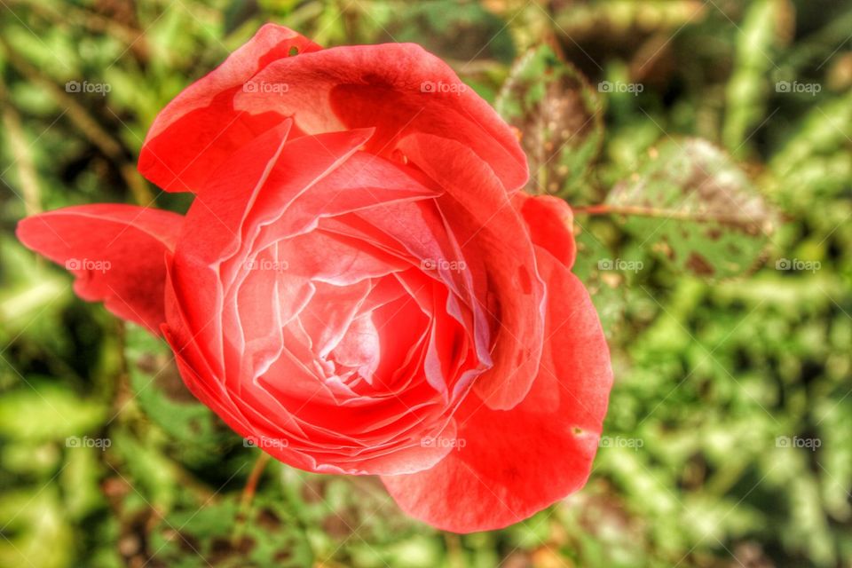 a rose in november 