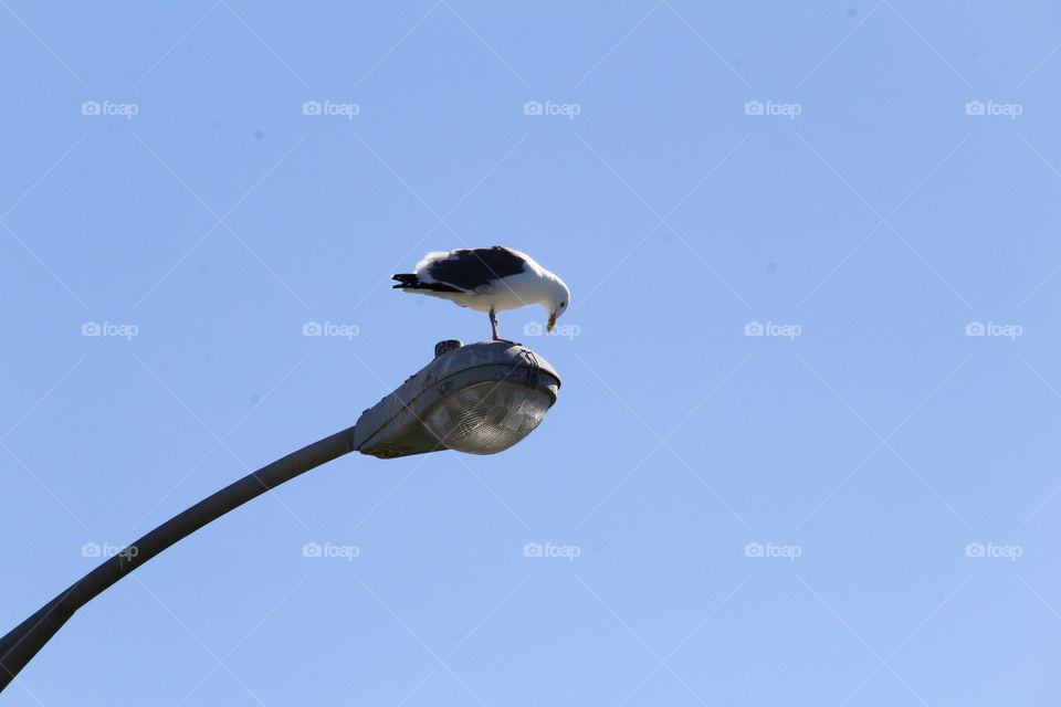bird on a street light