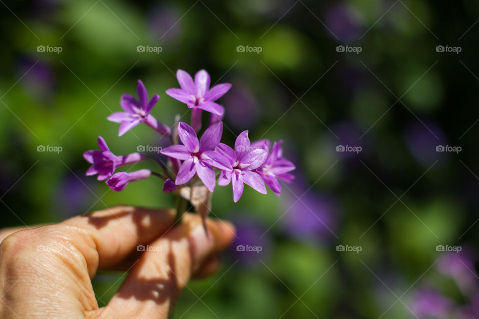 Spring time is here! Love the colorful flowers everywhere. Image of woman's hand holding purple flowers in the sunlight