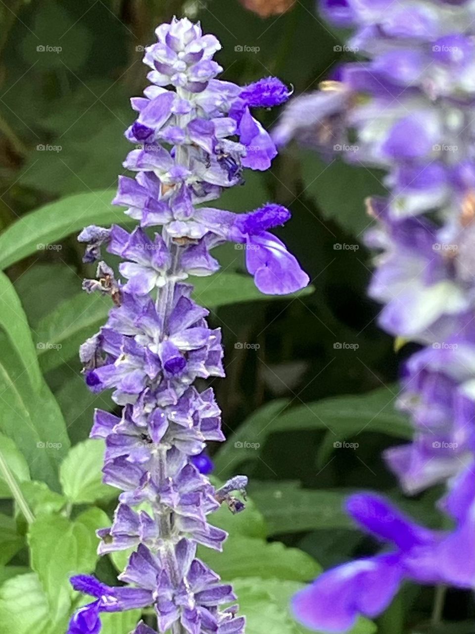 Salvia flowers as butterfly 