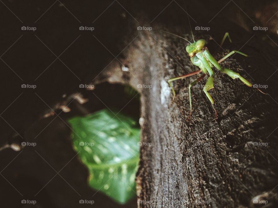 The mantis
