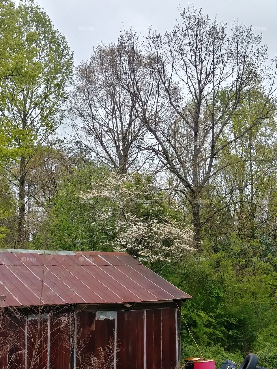 spring in Ga.