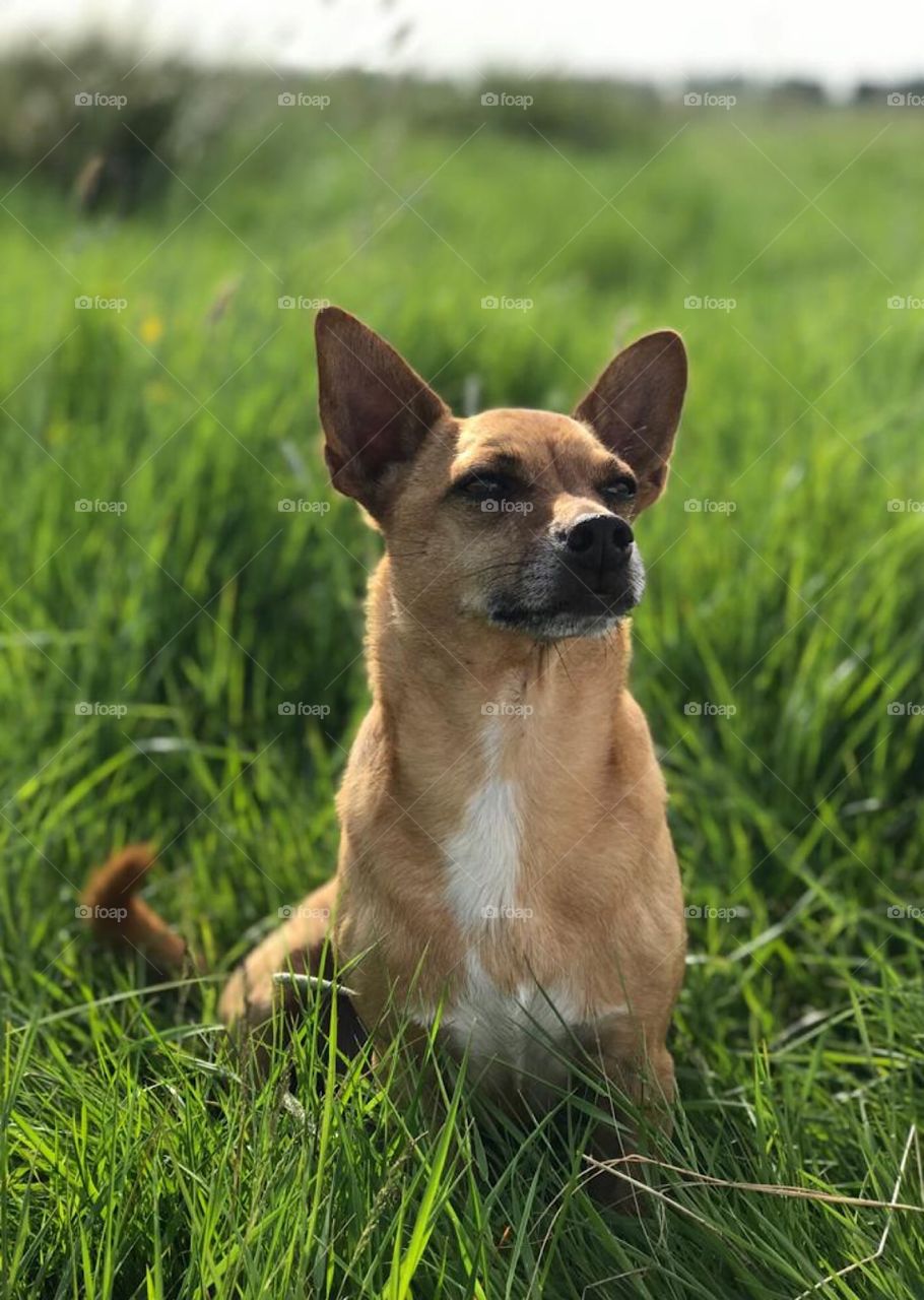 Golden chihuahua sitting. Surrounded by bright green grass. He is gazing into distance 