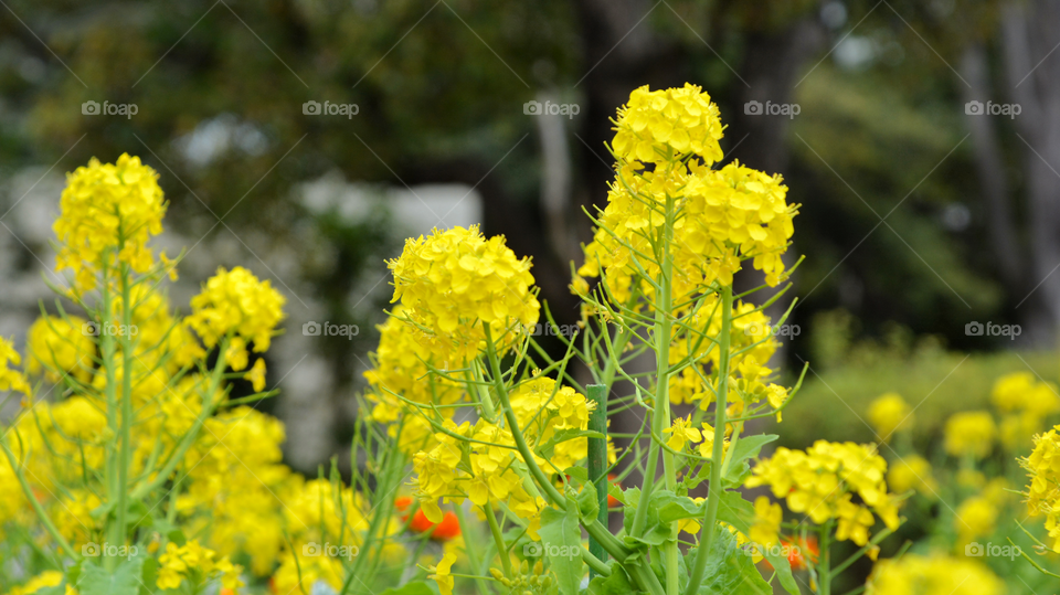 rape blossoms / rape flower / canola flower / celery cabbage / brassica napus
