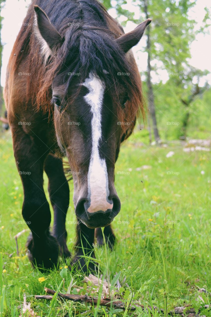 Pasture, Mammal, Animal, Grass, Farm