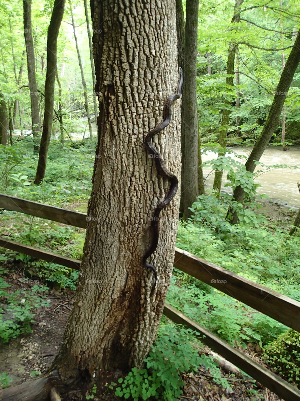 Large snake slithering up tree. 