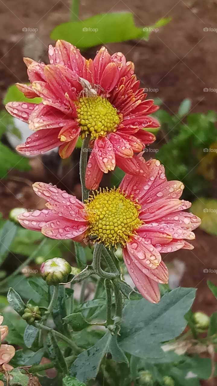 The flowersvis very beautyfull and rainy time very morning click