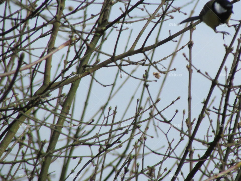 Bird. It's jumping around branches.