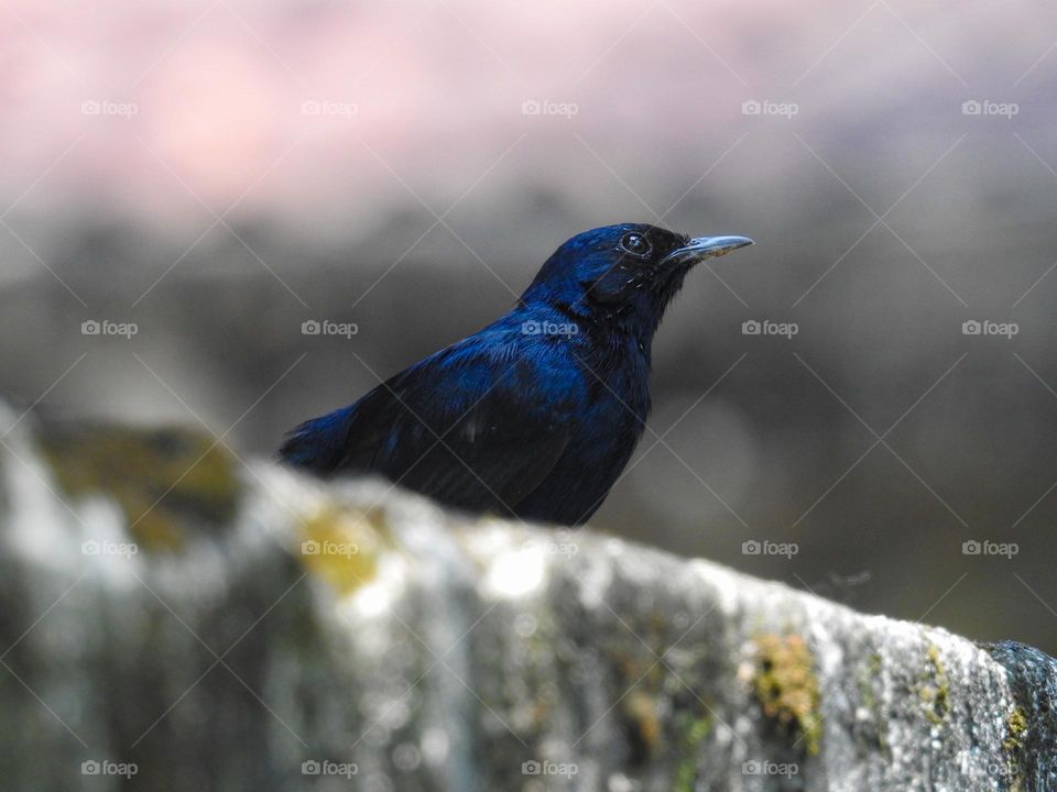 Black Robin ✨️🐦🍃