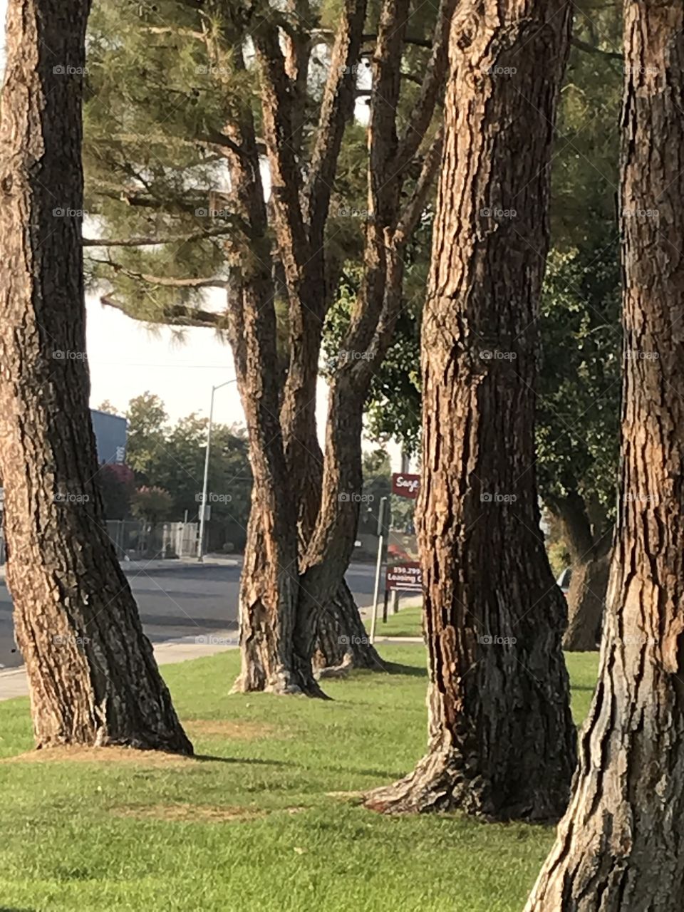 Trees at an apartment complex. They look beautiful altogether as if they comprise a forest (in the city).