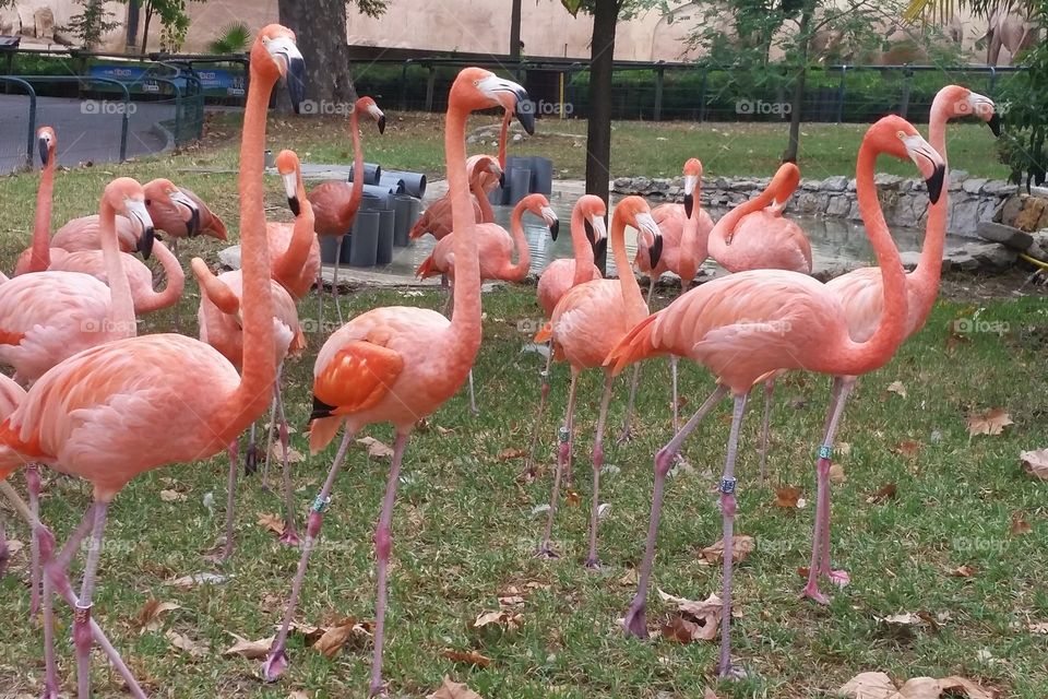 Flamingos