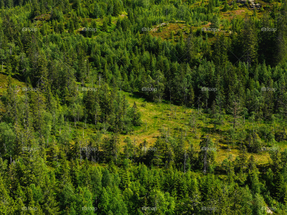 Norwegain Forest