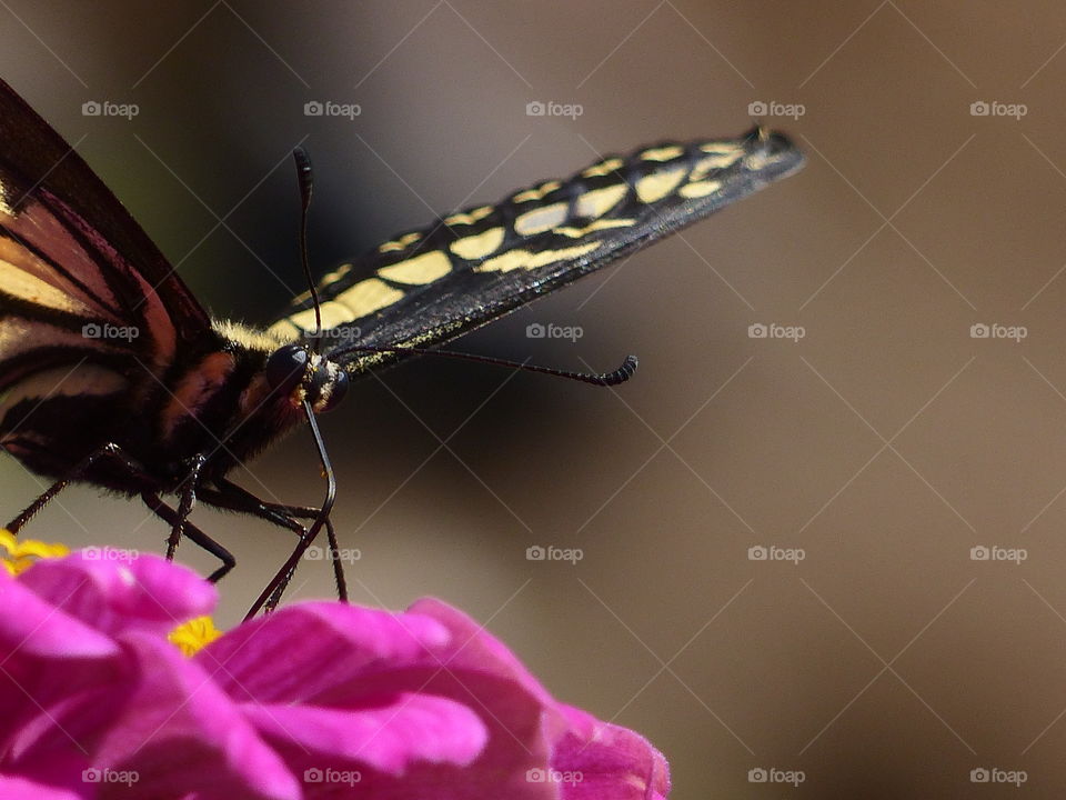 Horizontal butterfly view 