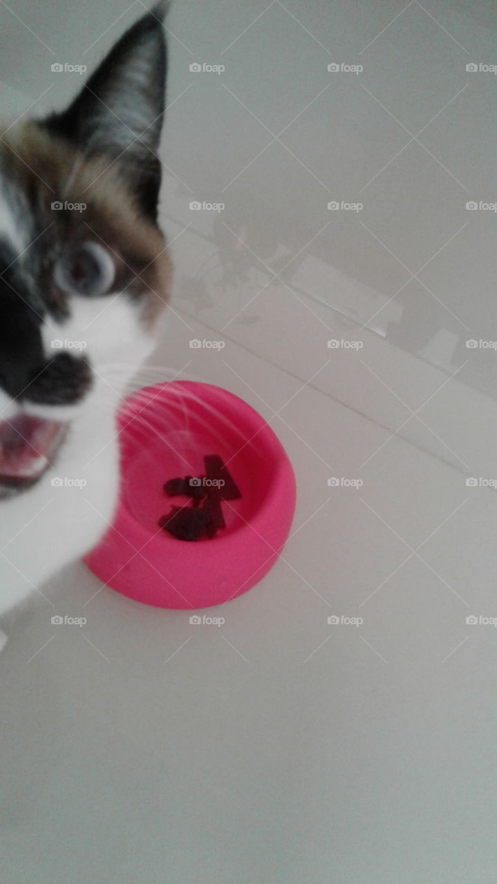 Happy cat eating beet on pink bowl