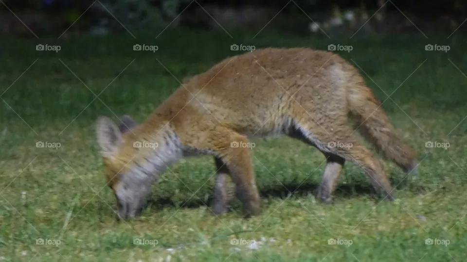 Fox cub