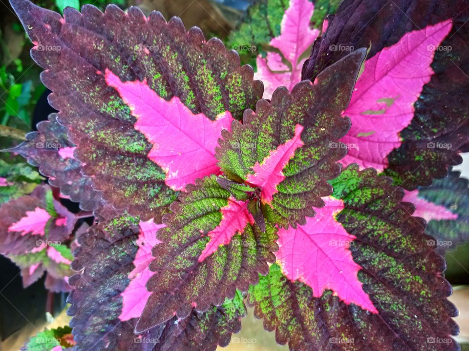 Beautiful leaf color