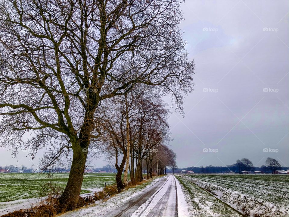 Snow on a country road running amongst the farm fields sided by a line of bare trees on the countryside under a grey Clouded sky